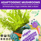 Mushroom | Superfood Matcha Blend